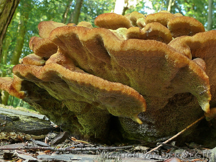 Dennenvoetzwam - Phaeolus schweinitzii